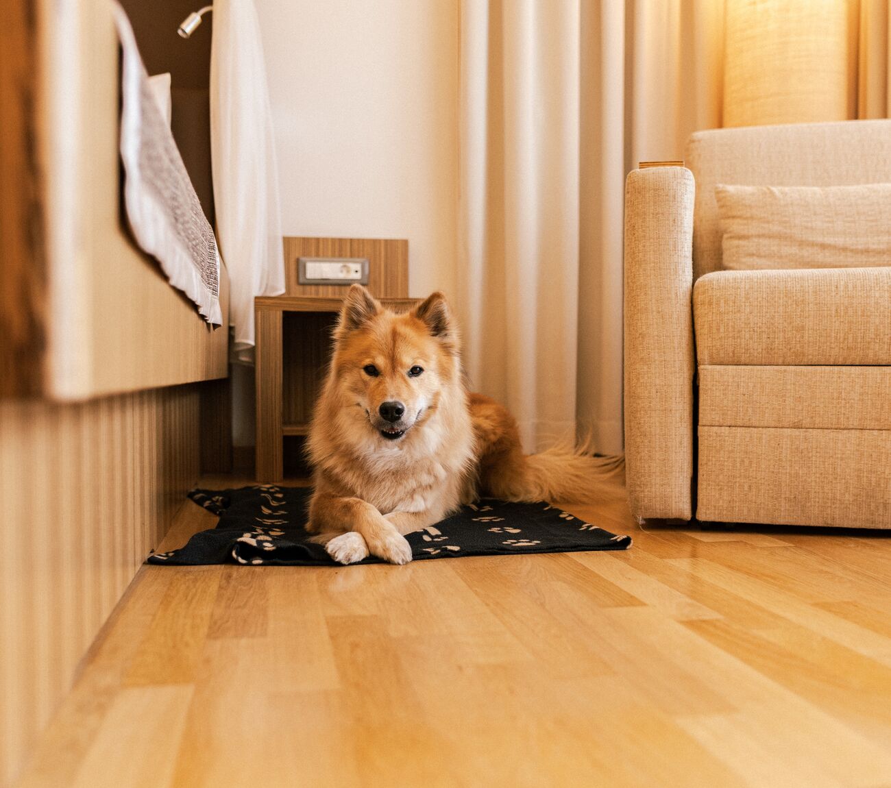 Ein flauschiger heller Hund liegt auf einer dunklen Decke auf dem Holzboden zwischen Bett und Sessel und blickt zur Kamera.