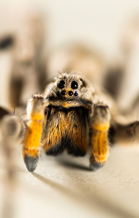 Close-up of a southern Russian tarantula.