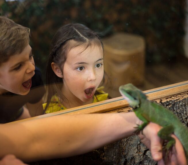 Zwei Kinder blicken begeistert durch Glas auf eine grüne Wasseragame, die auf einem ausgestreckten Arm sitzt.