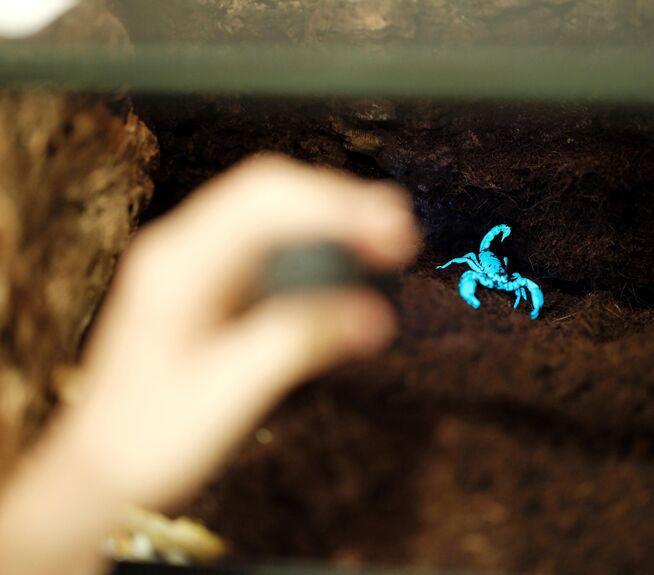 Leuchtend blauer Skorpion in dunklem Terrarium.