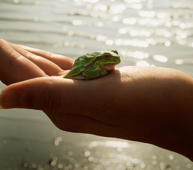 Grüner Frosch sitzt auf einer offenen Hand vorm Wasser.