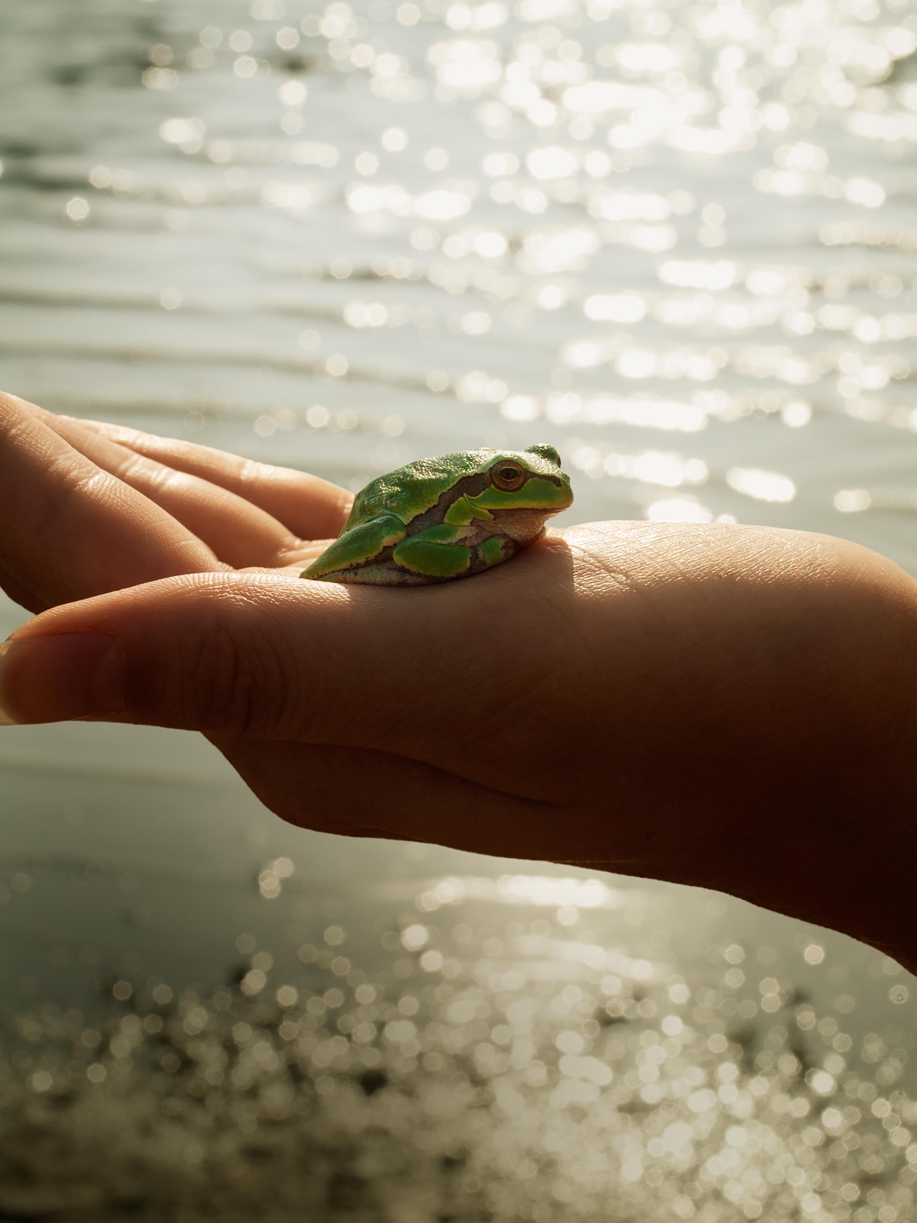 Grüner Frosch sitzt auf einer offenen Hand vorm Wasser.