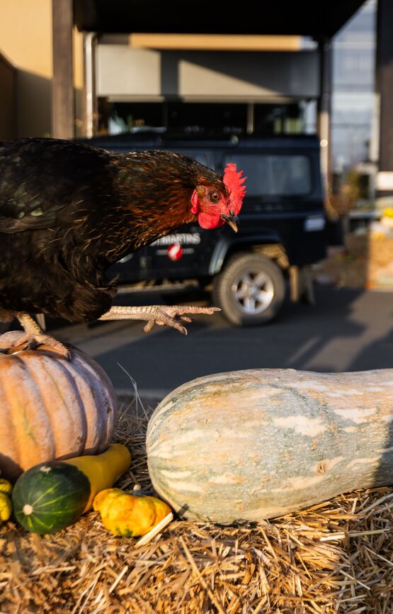 A black chicken is balancing on a pumpkin in front of St. Martins Lodge.