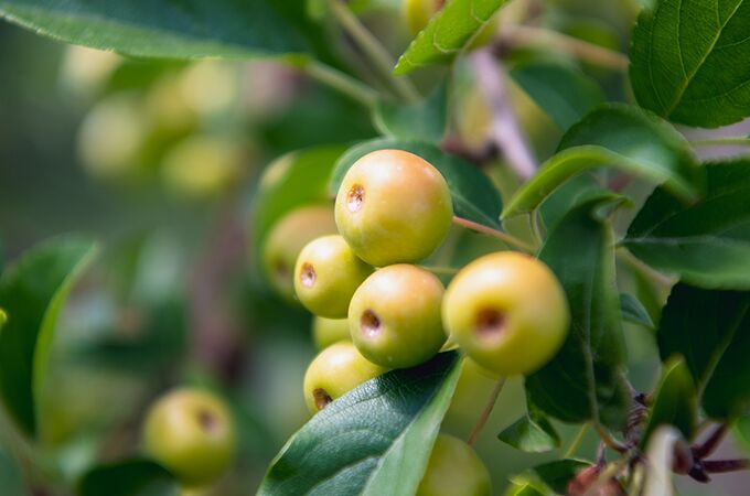 Junger Apfelbaum mit mehreren kleinen grünlich-gelben Früchten an einem belaubten Zweig, Nahaufnahme.